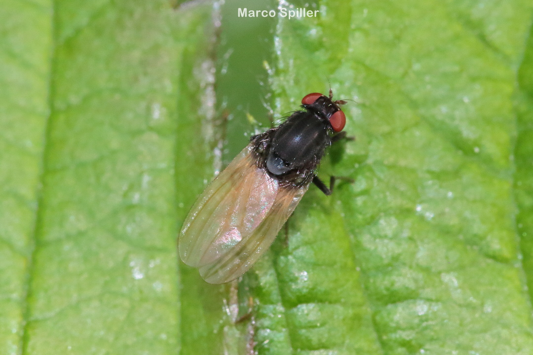 Minettia longipennis
